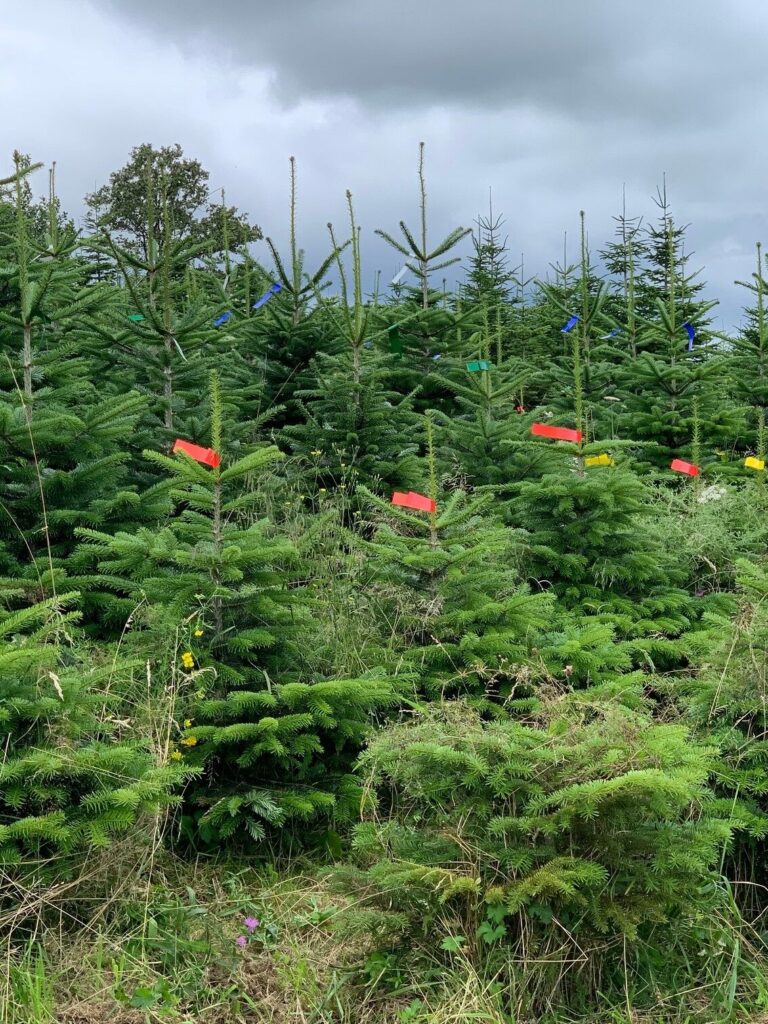 sapins de noel