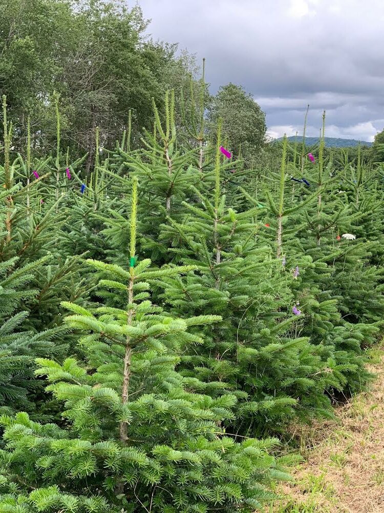 exploitation de sapins