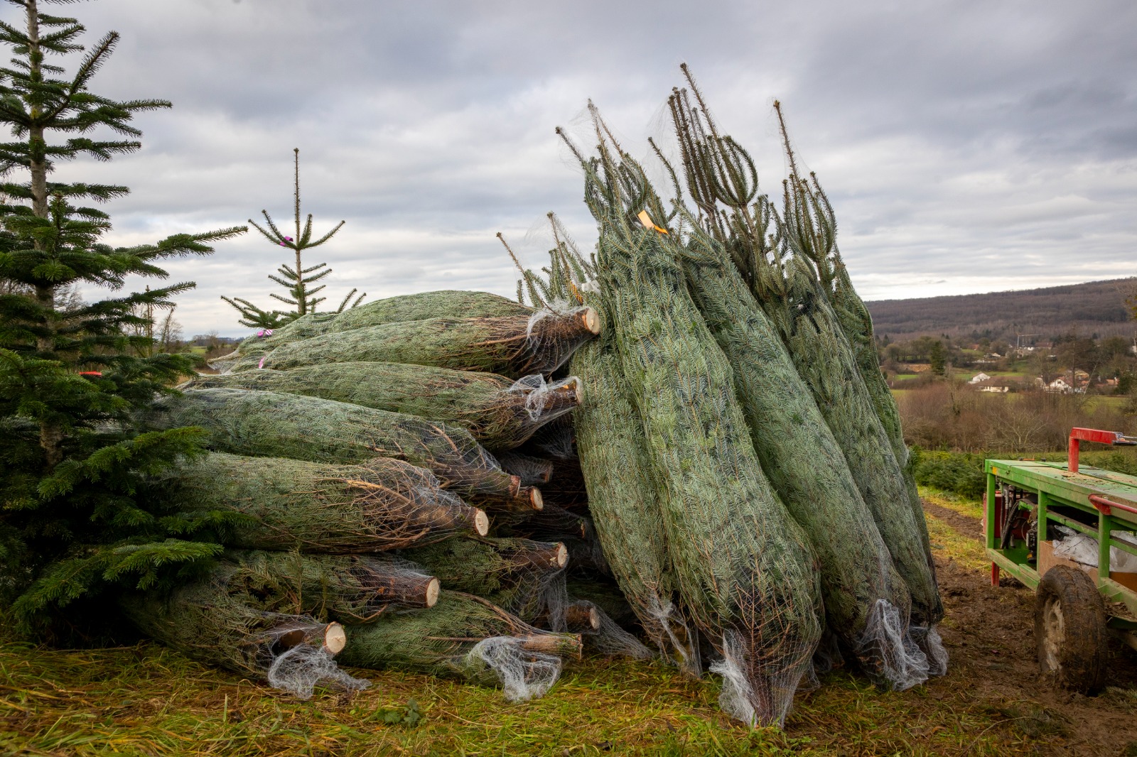 Sapins de Noël de l’exploitation Valley